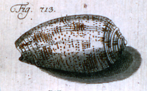 Cucullus sabella  Röding, 1798 Representation of Lectotype Image