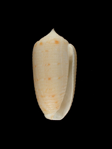 Conus sagarinoi  Fenzan, 2004 Primary Type Image