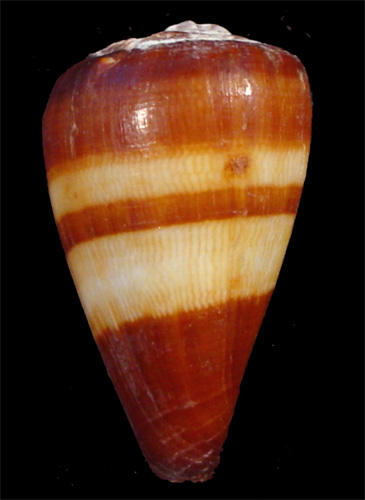 Conus salreiensis  Rolán, 1980 Primary Type Image