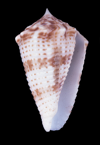 Conus samiae  da Motta, 1982 Primary Type Image