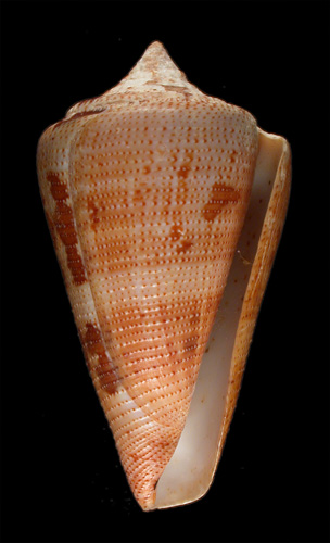 Conus sanctaemarthae  Vink, 1977 Primary Type Image