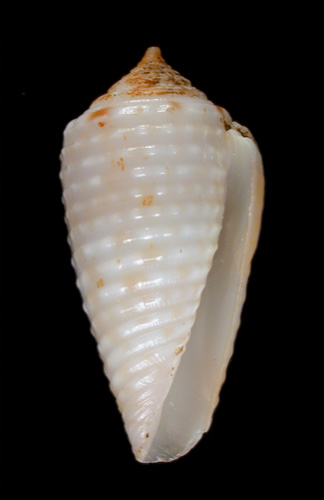 Conus suturatus sandwichensis  Walls, 1978 Primary Type Image