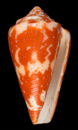 Conus sanguineus  Kiener, 1850 Primary Type Image