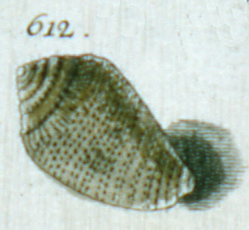 Conus scaber  Link, 1807 Representation of Lectotype Image