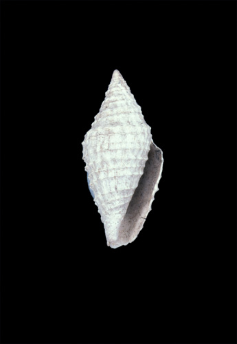 Conus scabriculus  Solander in Brander, 1766 Primary Type Image