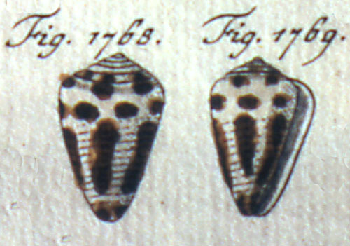 Conus scabriusculus  Dillwyn, 1817 Representation of Holotype Image