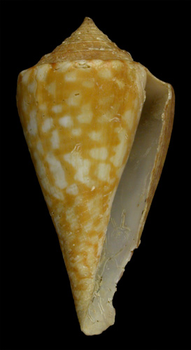 Conus scariphus  Dall, 1910 Primary Type Image