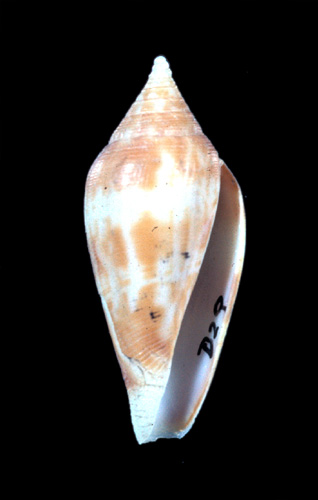 Profundiconus scopulicola  Okutani, 1972 Primary Type Image