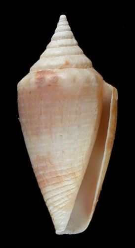 Conus scopulorum  Van Mol.Tursch & Kempf, 1971 Primary Type Image