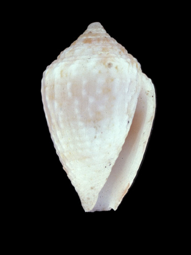 Conus selenae  Van Mol.Tursch & Kempf, 1967 Primary Type Image