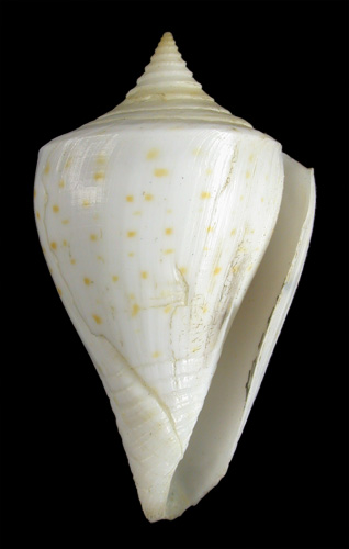 Conus sennottorum  Rehder & Abbott, 1951 Primary Type Image