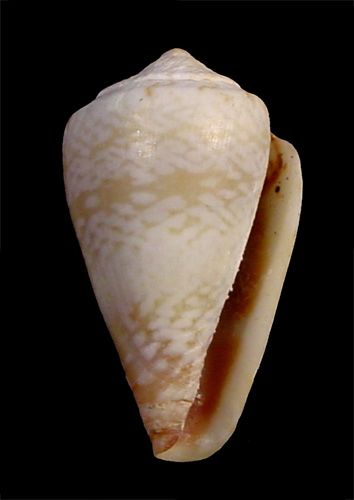 Conus serranegrae  Rolán, 1990 Primary Type Image