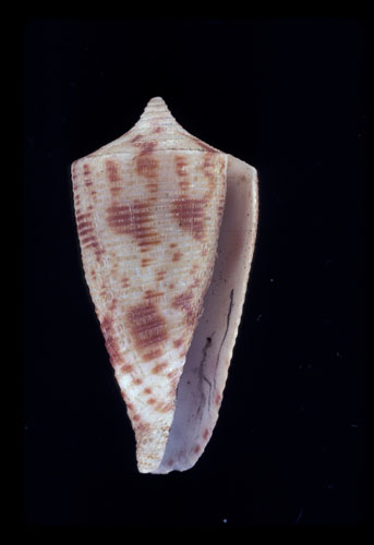 Conus (Asperi) mucronatus sibogae  Schepman, 1913  Image