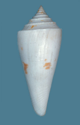 Conus sieboldii  Reeve, 1848 Primary Type Image