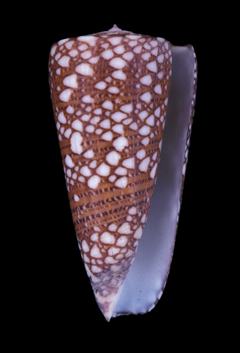 Conus skinneri  da Motta, 1982 Primary Type Image