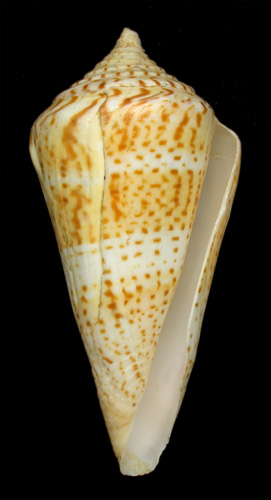 Conus sozoni  Bartsch, 1939 Primary Type Image