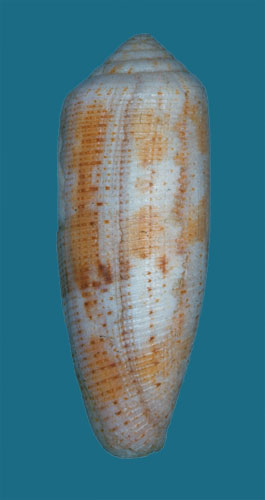 Conus spectabilis  A. Adams, 1854 Primary Type Image