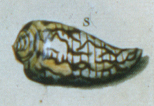 Conus spectrum  Linnaeus, 1758 Representation of Lectotype Image