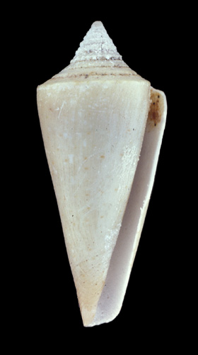 Conus spirogloxus  Deshayes, 1863 Primary Type Image