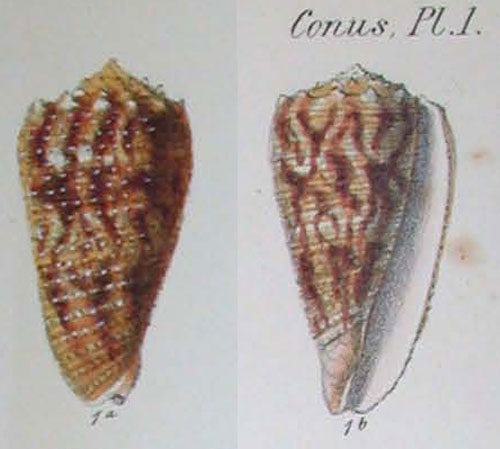 Conus stainforthii  Reeve, 1843 Representation of Holotype Image