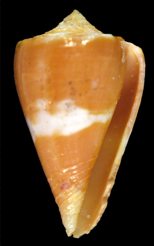 Conus (Purpuriconus) stanfieldi  Petuch, 1998 Primary Type Image