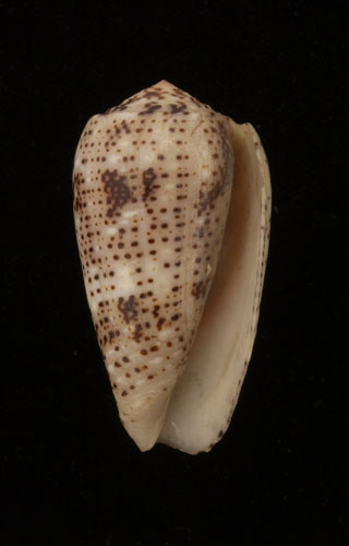 Conus stercusmuscarum  Linnaeus, 1758 Primary Type Image