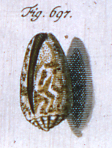 Cucullus stercusmuscarum  Röding, 1798 Representation of Lectotype Image