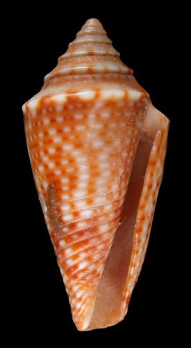 Conus sticticus  A. Adams, 1854 Primary Type Image