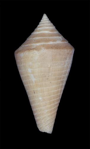 Conus stimpsoni  Dall, 1902 Primary Type Image