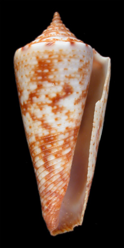 Conus stocki  Coomans & Moolenbeek, 1990 Primary Type Image