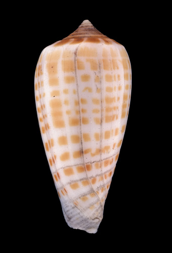 strilatus stramineus  Lamarck, 1810 Primary Type Image