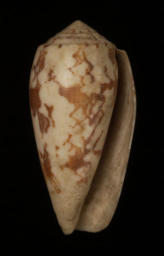 Conus striatus  Linnaeus, 1758 Primary Type Image