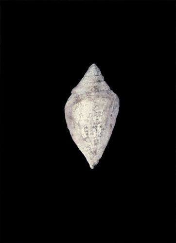 Conus stromboideus  Schlotheim, 1820 Primary Type Image