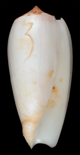 Conus subfloridus  da Motta, 1985 Primary Type Image