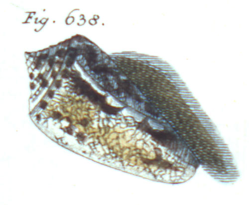 Conus substitutus  Link, 1807 Representation of Lectotype Image