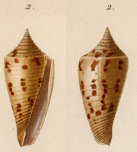 Conus subulatus  Kiener, 1847 Original Figure Image