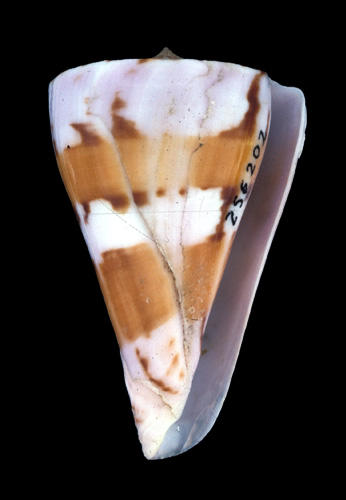 Conus sukhadwalai  Röckel & da Motta, 1983 Primary Type Image