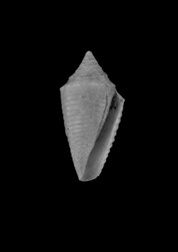 Conus sulcatus  Megerle von Mühlfeld, 1816 Primary Type Image