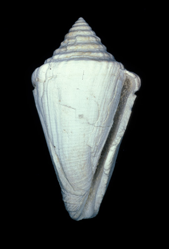 Conus sulciferus  Deshayes, 1835 Primary Type Image