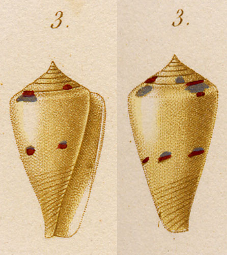 Conus sulphuratus  Kiener, 1846 Original Figure Image