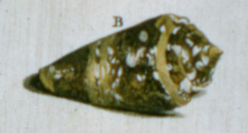 Conus ammiralis summus  Linnaeus, 1758 Representation of Lectotype Image