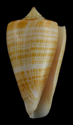 Conus sunderlandi  Petuch, 1987 Primary Type Image