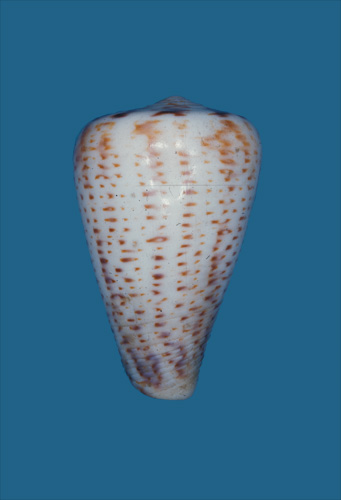 Conus suratensis  Hwass in Bruguière, 1792 Primary Type Image