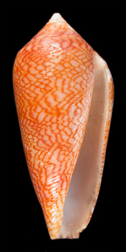 Conus suzannae  Van Rossum, 1990 Primary Type Image