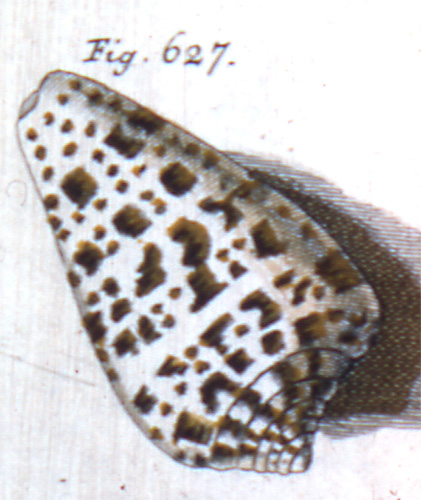 Cucullus syriacus  Röding, 1798 Representation of Lectotype Image