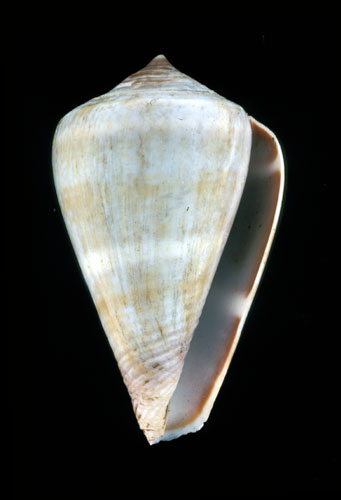 Conus taslei  Kiener, 1850 Primary Type Image