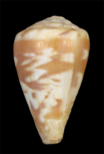 Conus teodorae  Rolán & Fernandez in Rolán, 1990 Primary Type Image