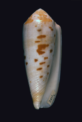 Cucullus terebellum  Röding, 1798 Primary Type Image