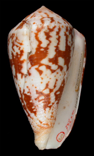 Conus testudinarius  Hwass in Bruguière, 1792 Primary Type Image