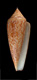 Click to see a larger version of this image (Conus gloriamaris  Chemnitz, 1777 Primary Type Image)